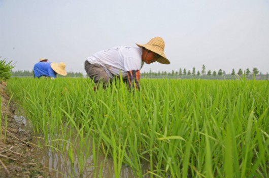 比利时展出最臭花:今年，松江泖港的金色稻谷率先完成“绿色”认证